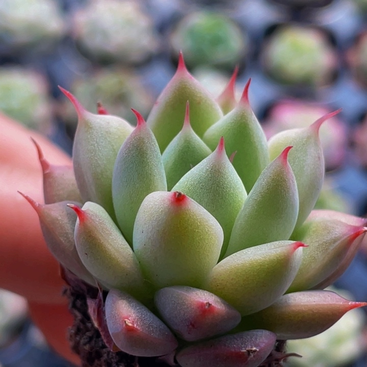 睫毛精灵30颗两到三厘米