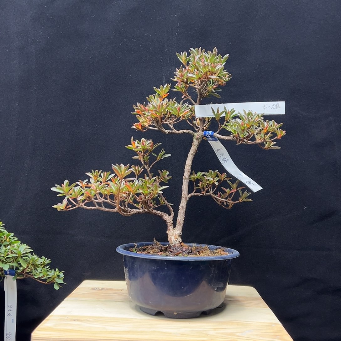 无花朵星之辉一颗文人