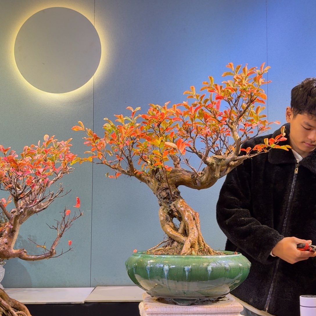 锦***场无花朵红花紫薇一物一拍