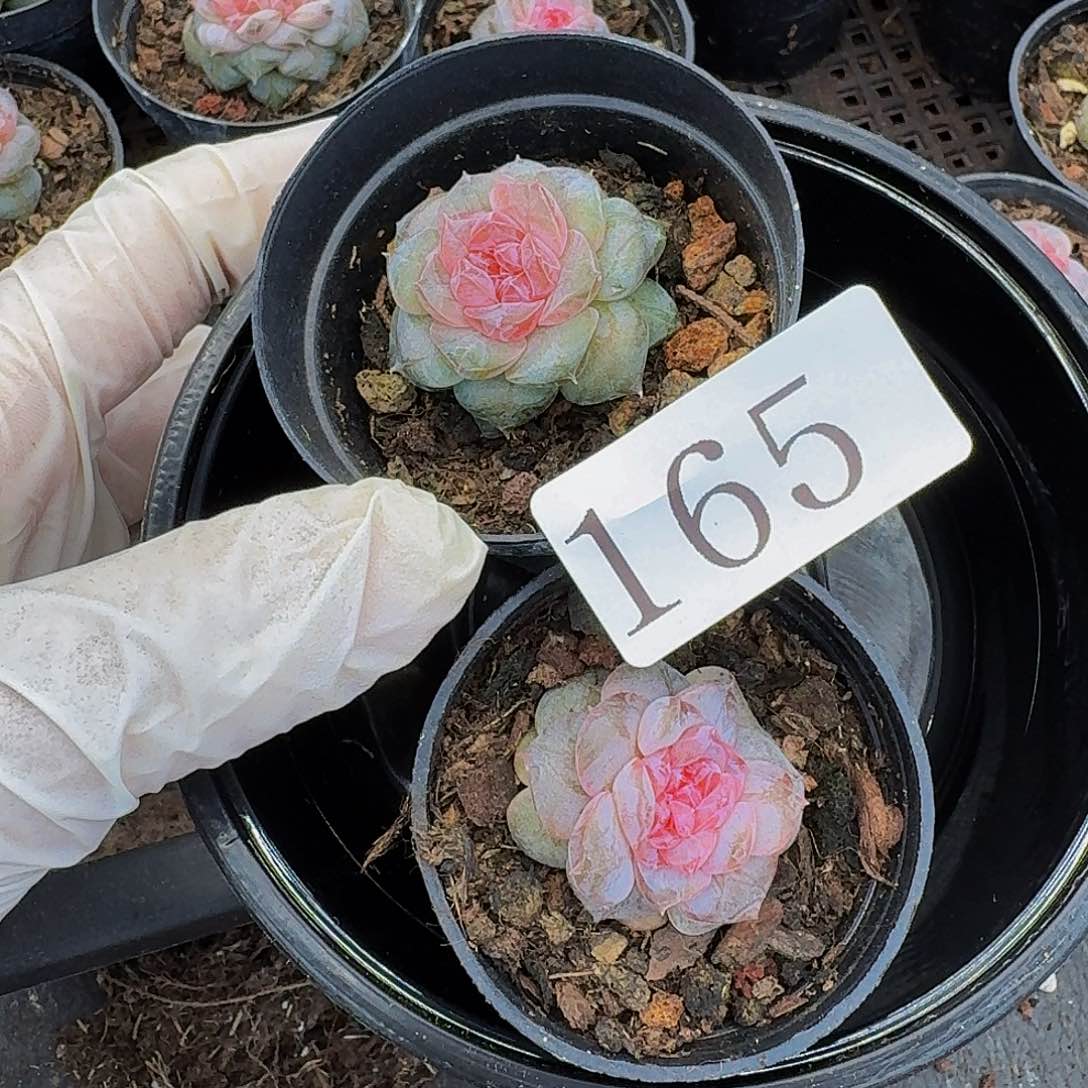 多肉植物多肉植物165