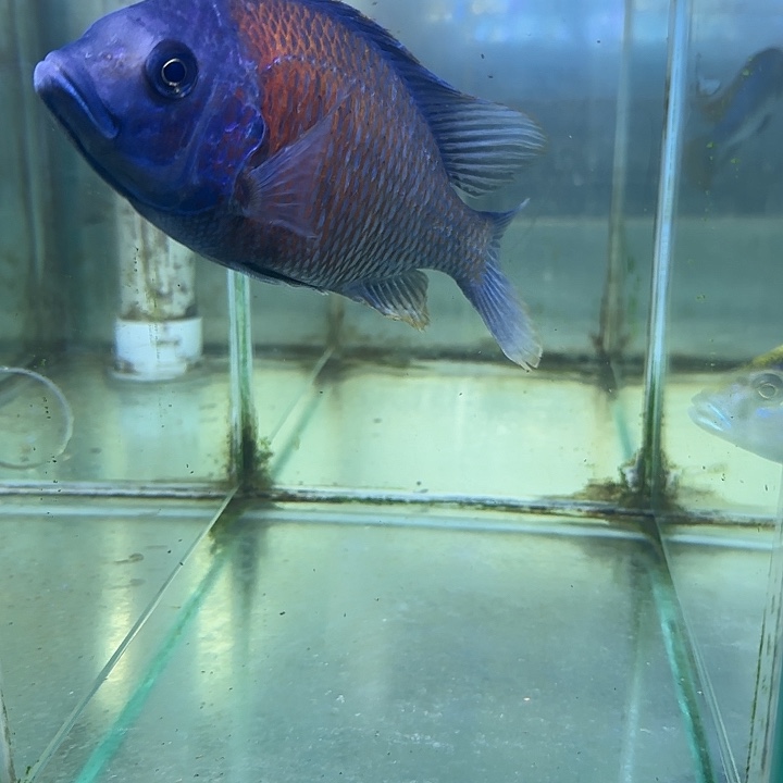 ****哥海水鱼21号1111111