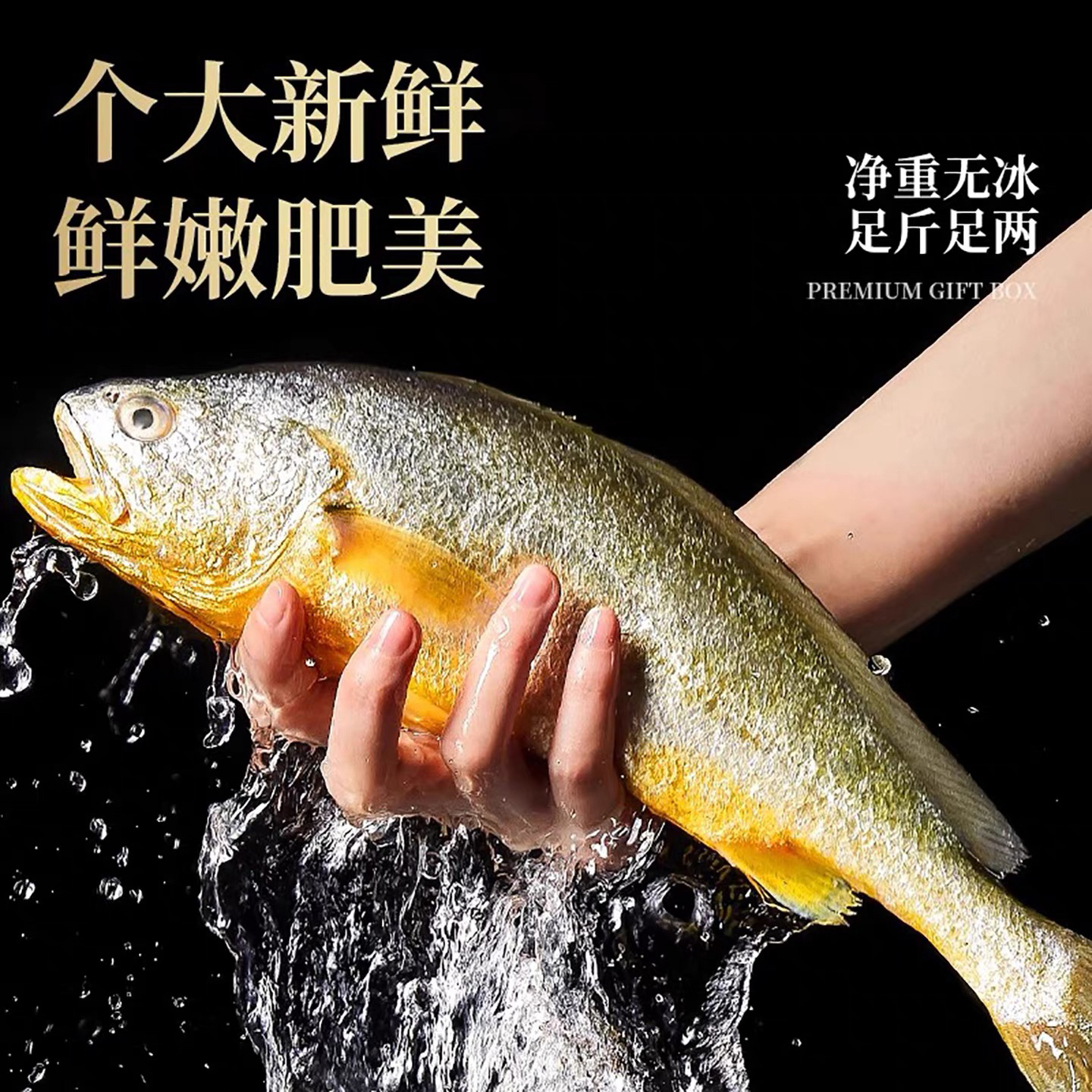 大连海捕黄花鱼每条一斤半左右速冻真空发货
