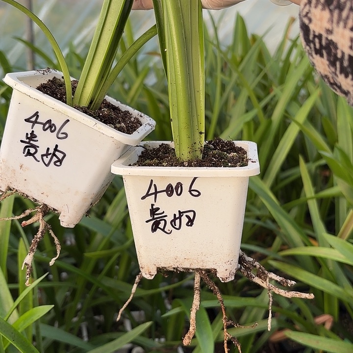 快*两棵贵妇3.5-4带土包对版4006