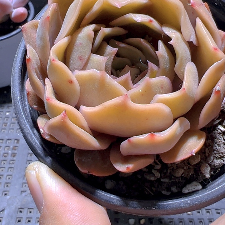 Kiss 【一物一拍】香尔卉园艺