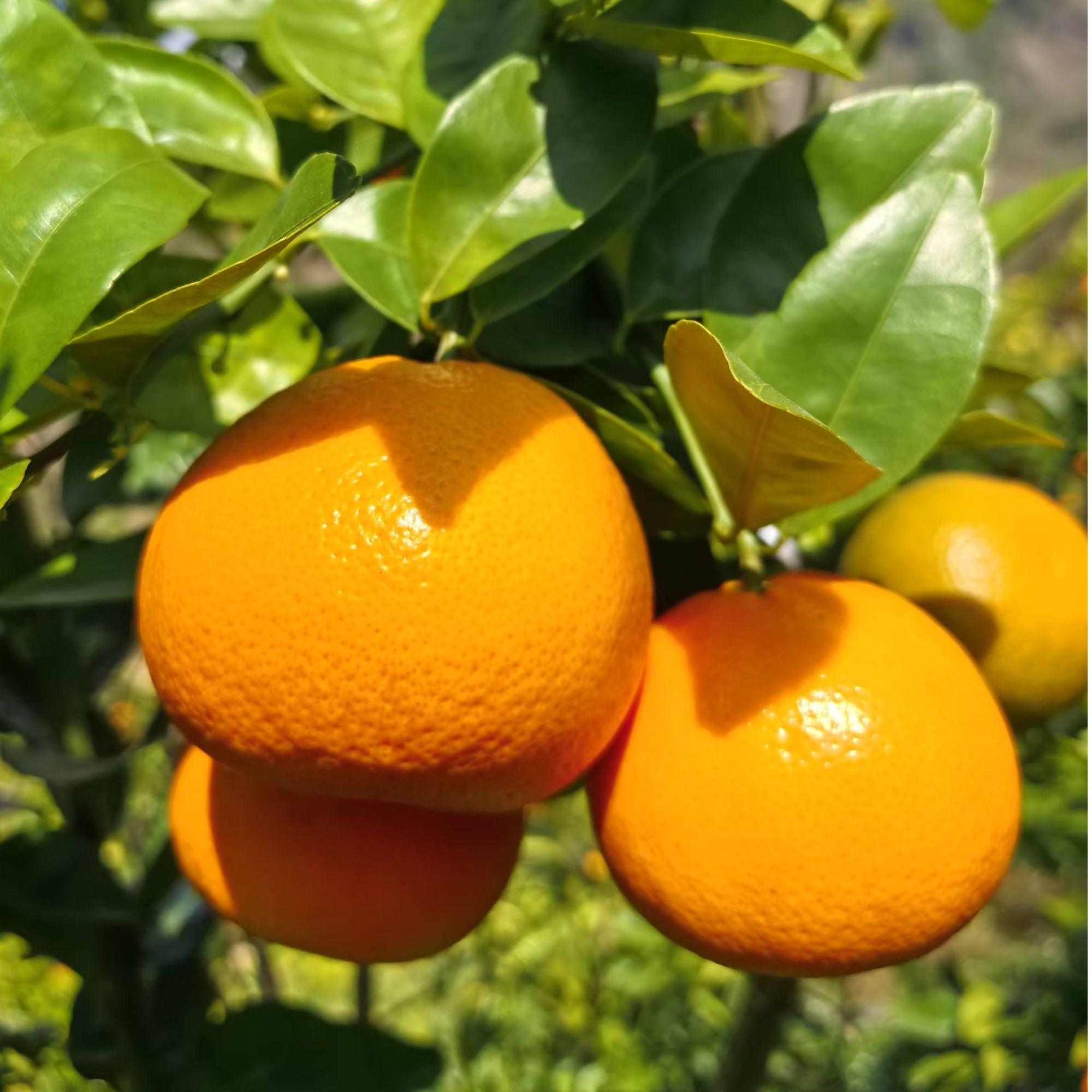 现摘现发云南高原沃柑鲜甜多汁