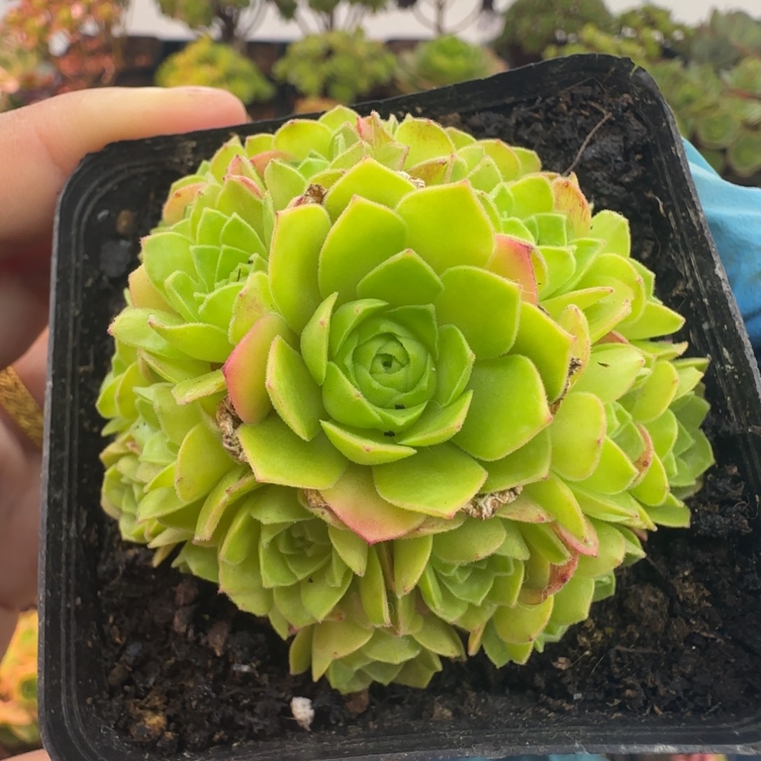 L721半城玫瑰米粒儿不含盆土