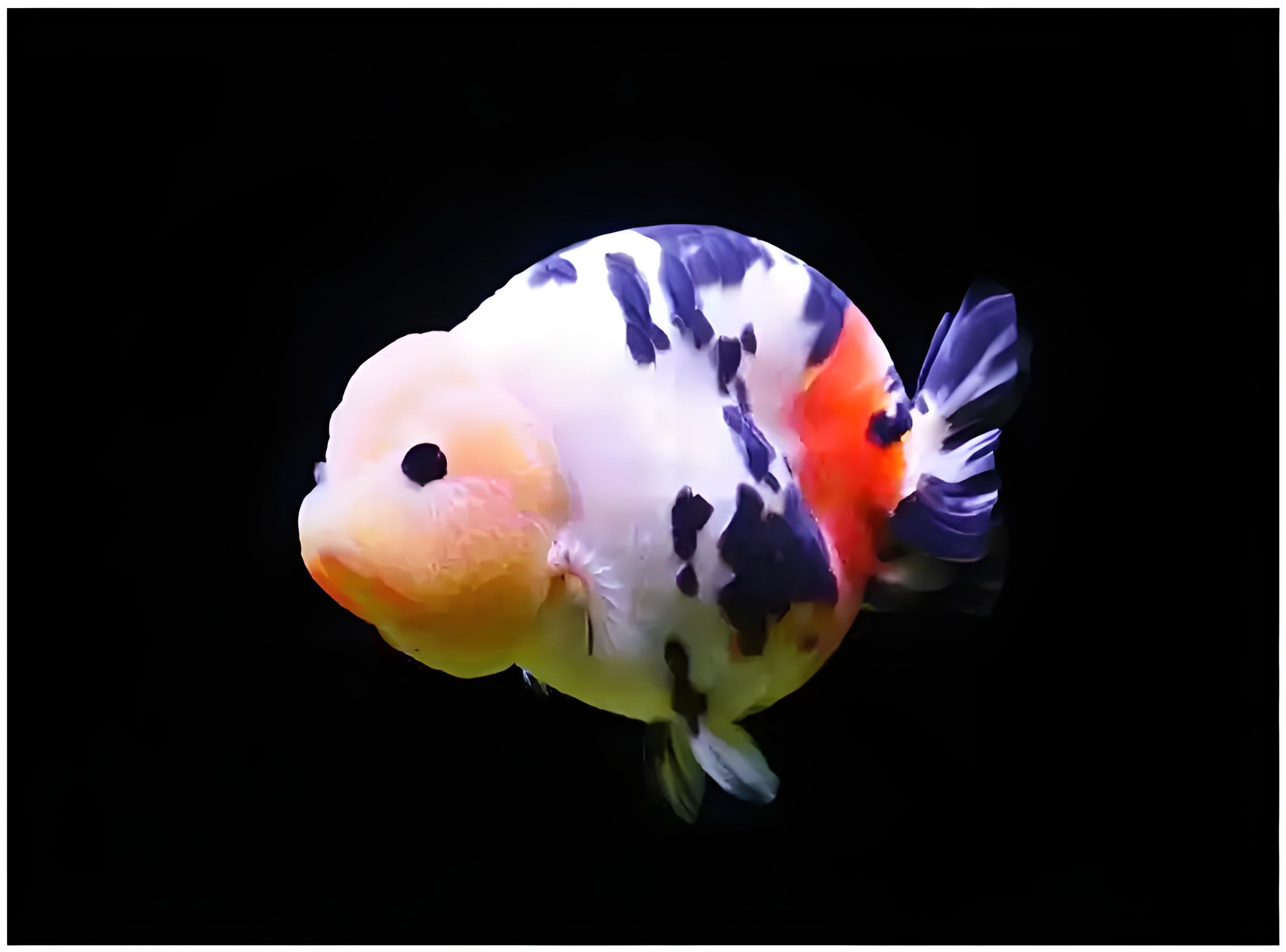 兰寿精品观赏鱼活体冷水鱼元宝体渔场直发（无开箱视频不售后）