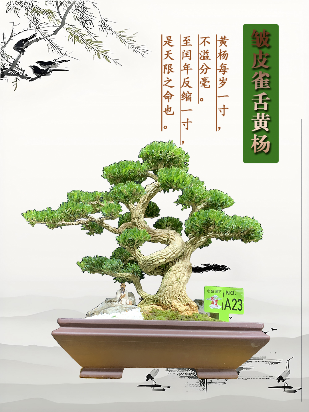 【A23】高端黄杨老桩矮霸盆景双杆岭南剪枝室内外可摆放四季常青