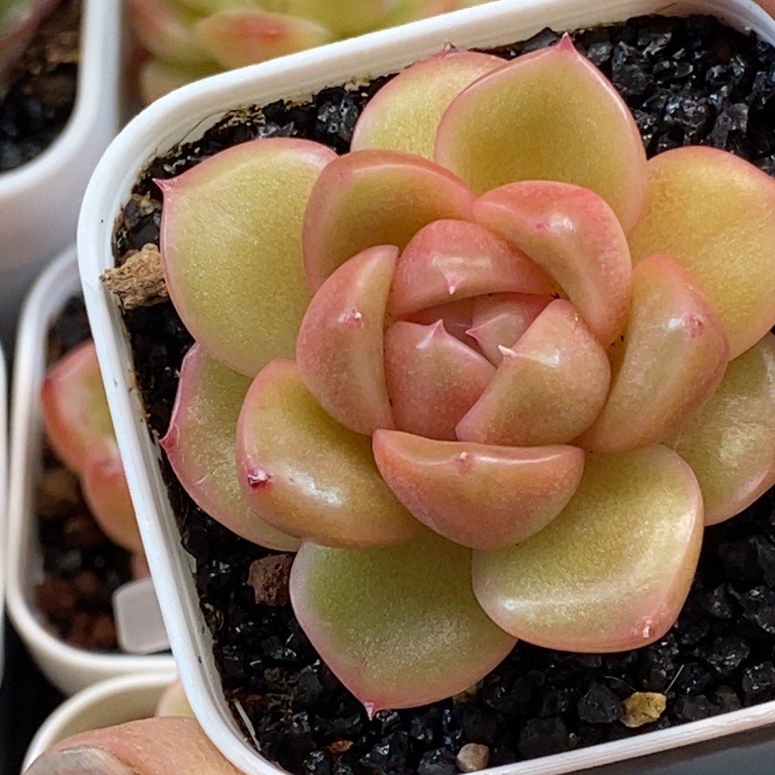 天官赐福百无禁忌