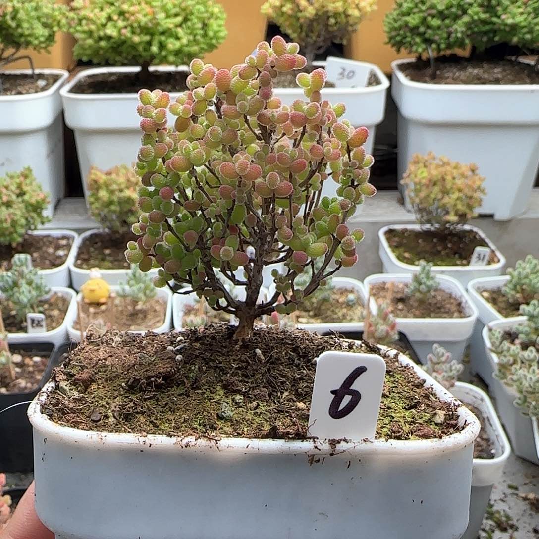 蜜橘糖球枝干番杏