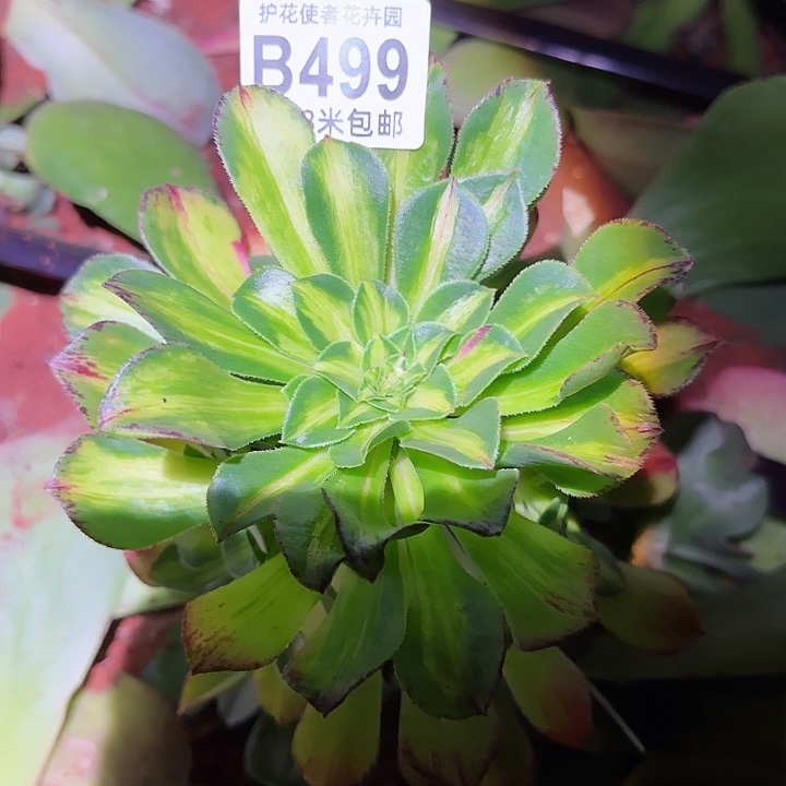 多肉法师知否朵朵