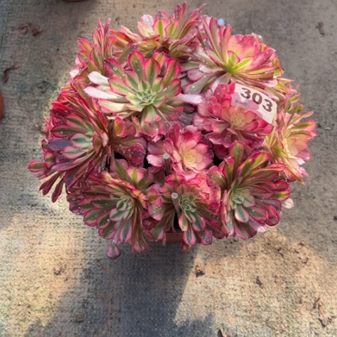 诗***语303铜壶锦朵朵多肉，