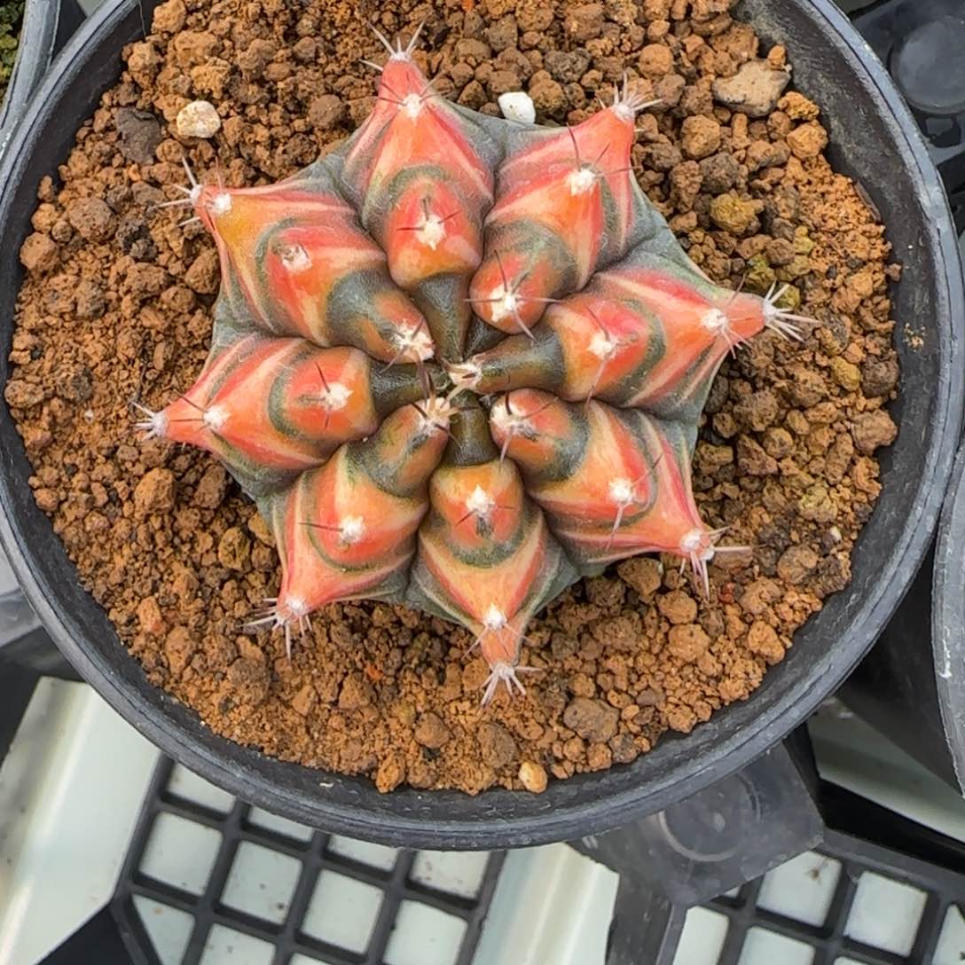 66-0213脱土发多肉侧芽