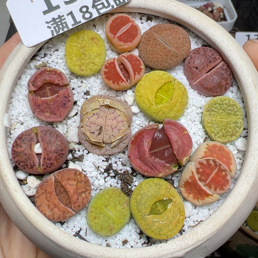 【闪购商品】135……