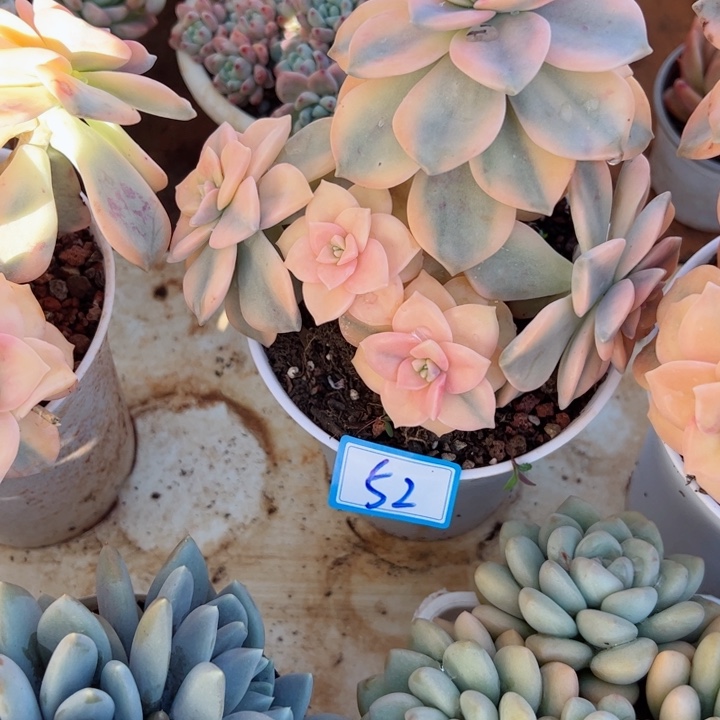 52紫乐锦平平安安健健康康