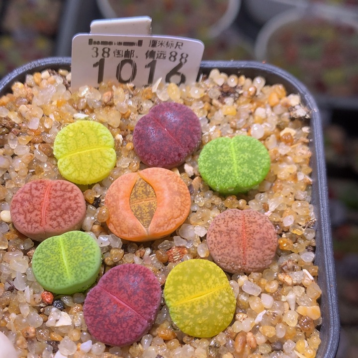 Sss精品生石花1016