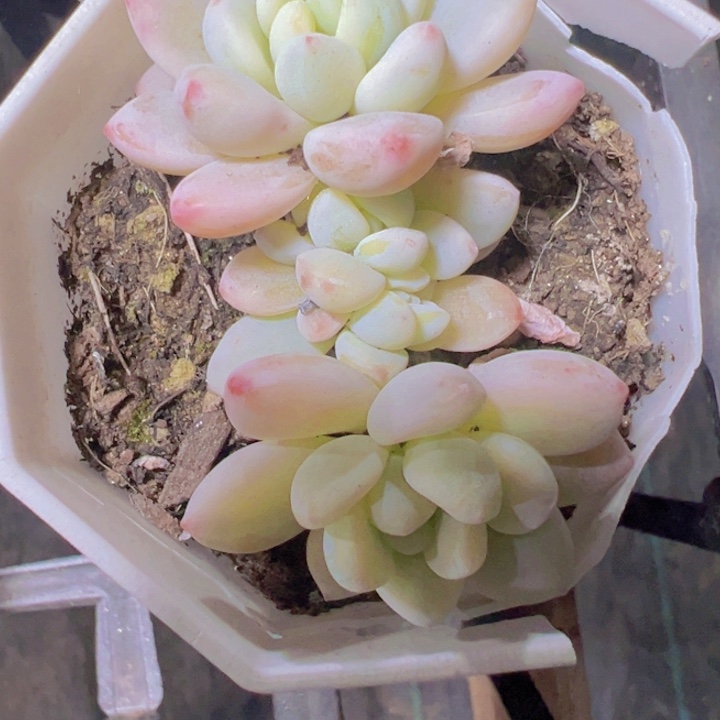 ○*劳尔锦精品多肉植物大战