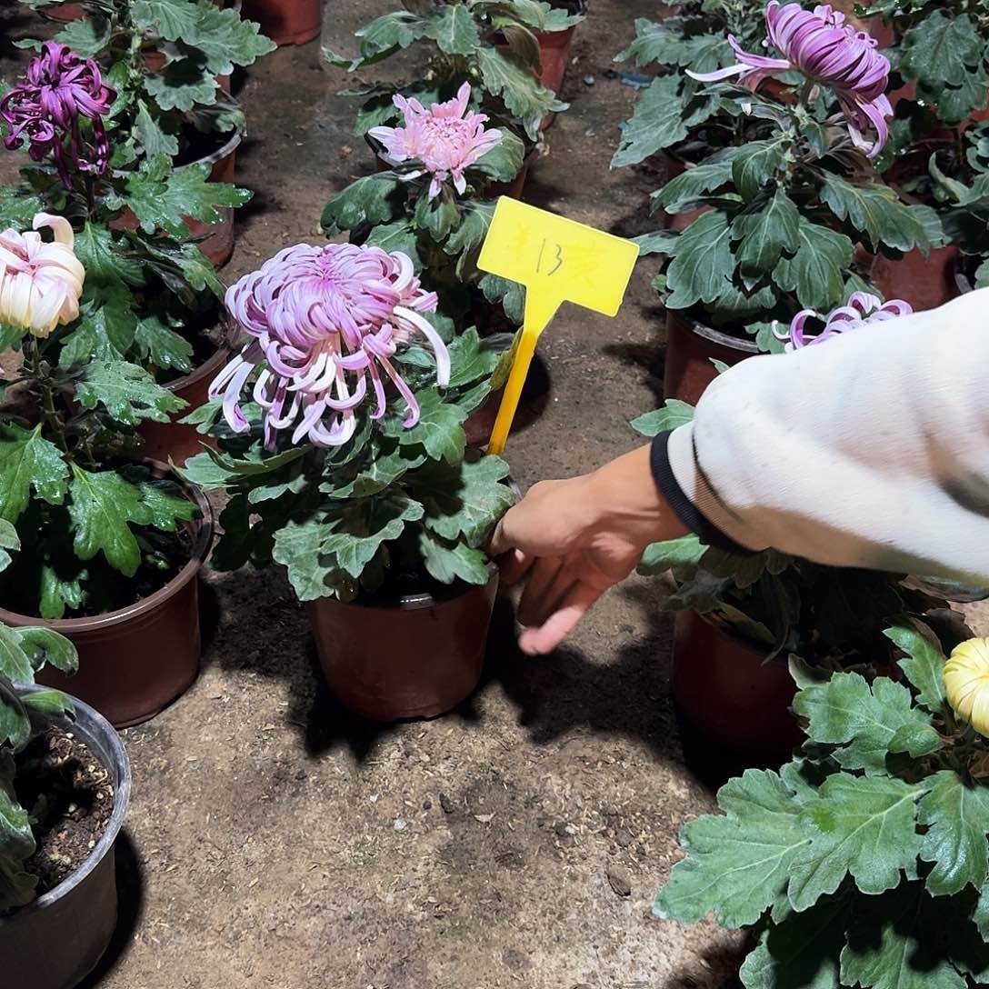 大部分花苞少量开放13