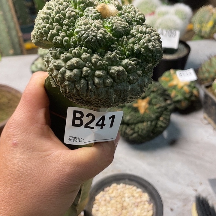 完全开放241大型哥斯拉