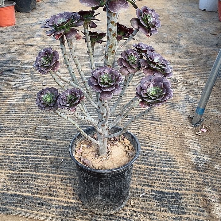 9，黑圆叶13567889990000