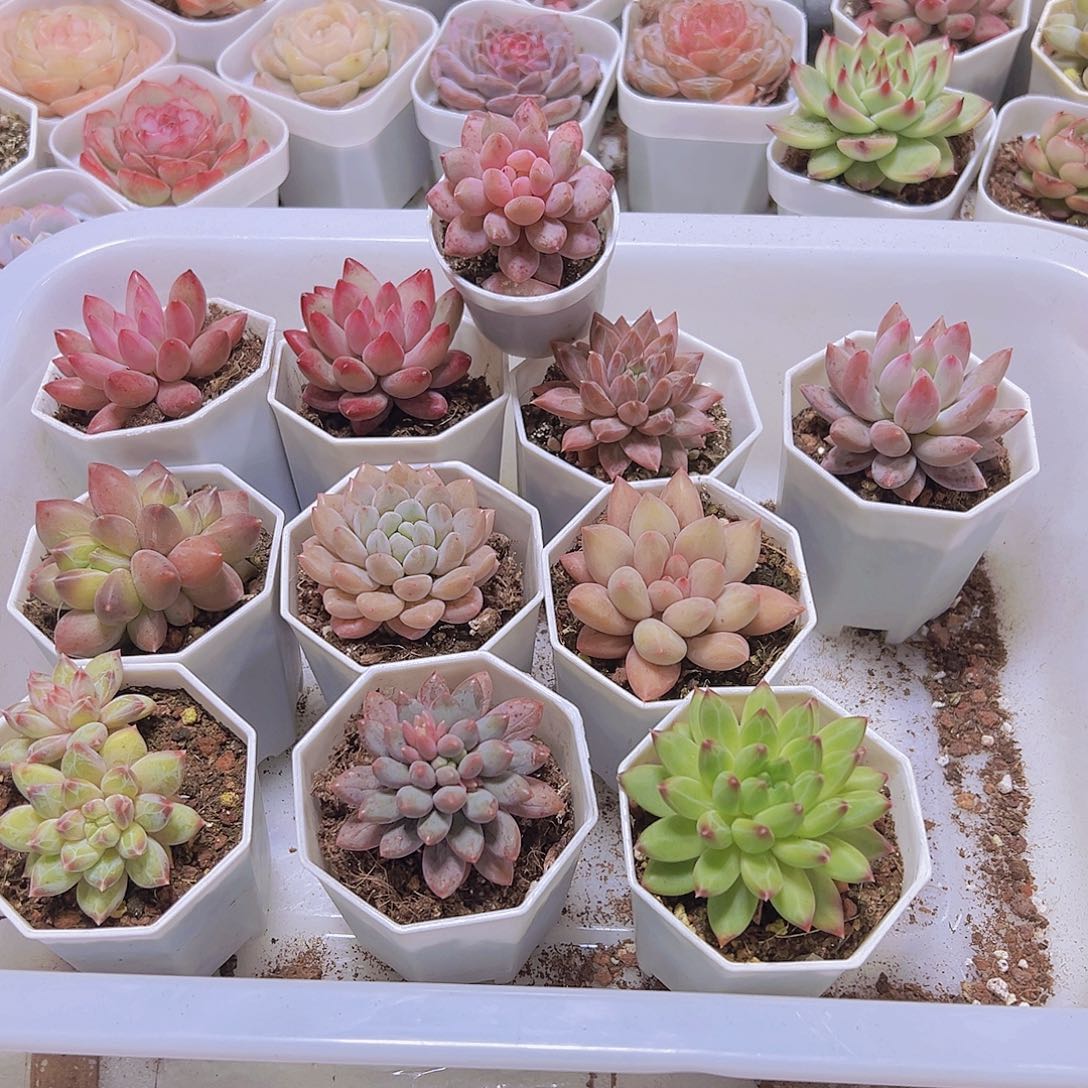 新美人组合11盆带盆发