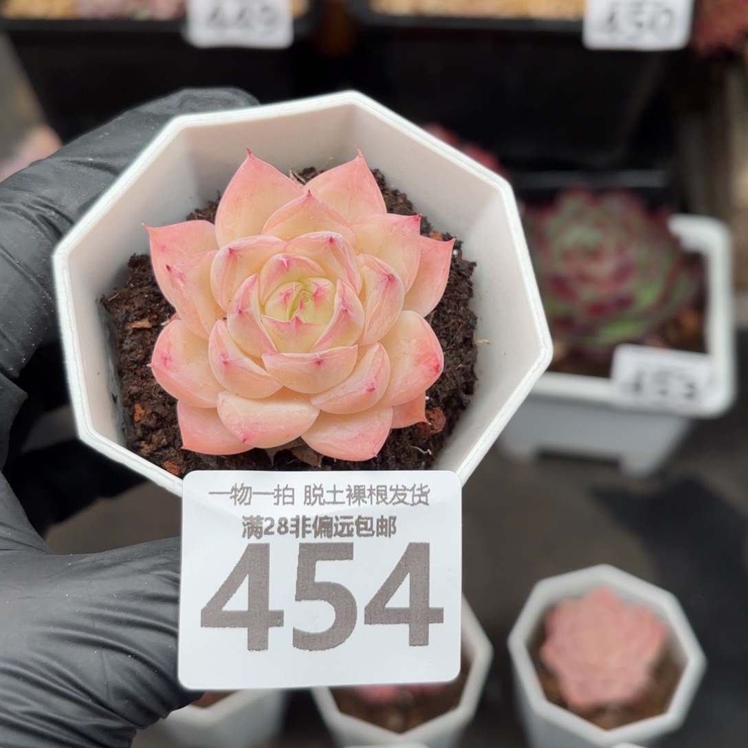 水晶玫瑰无盆土发货
