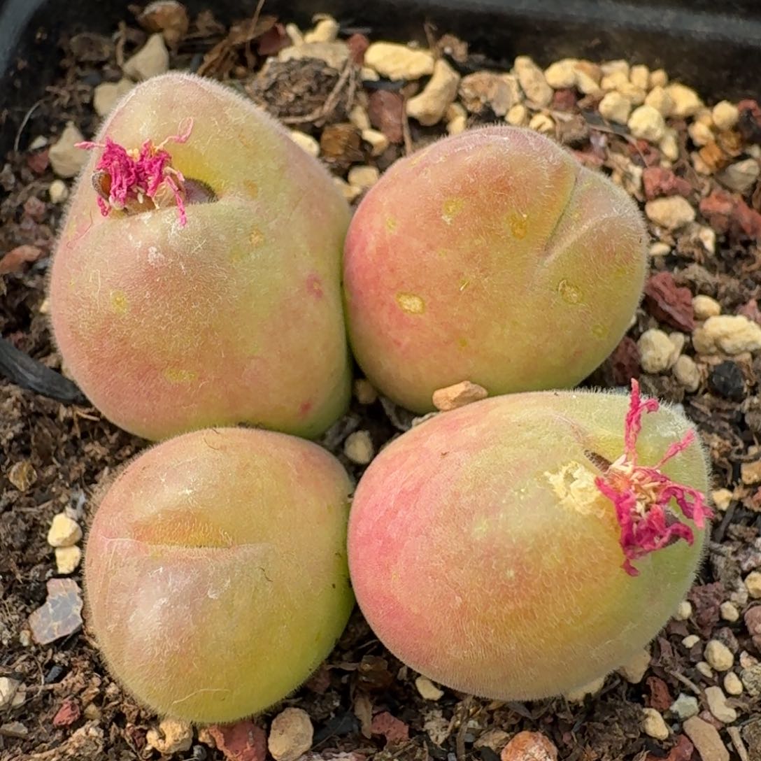 108毛翠滴带盆土发货00000