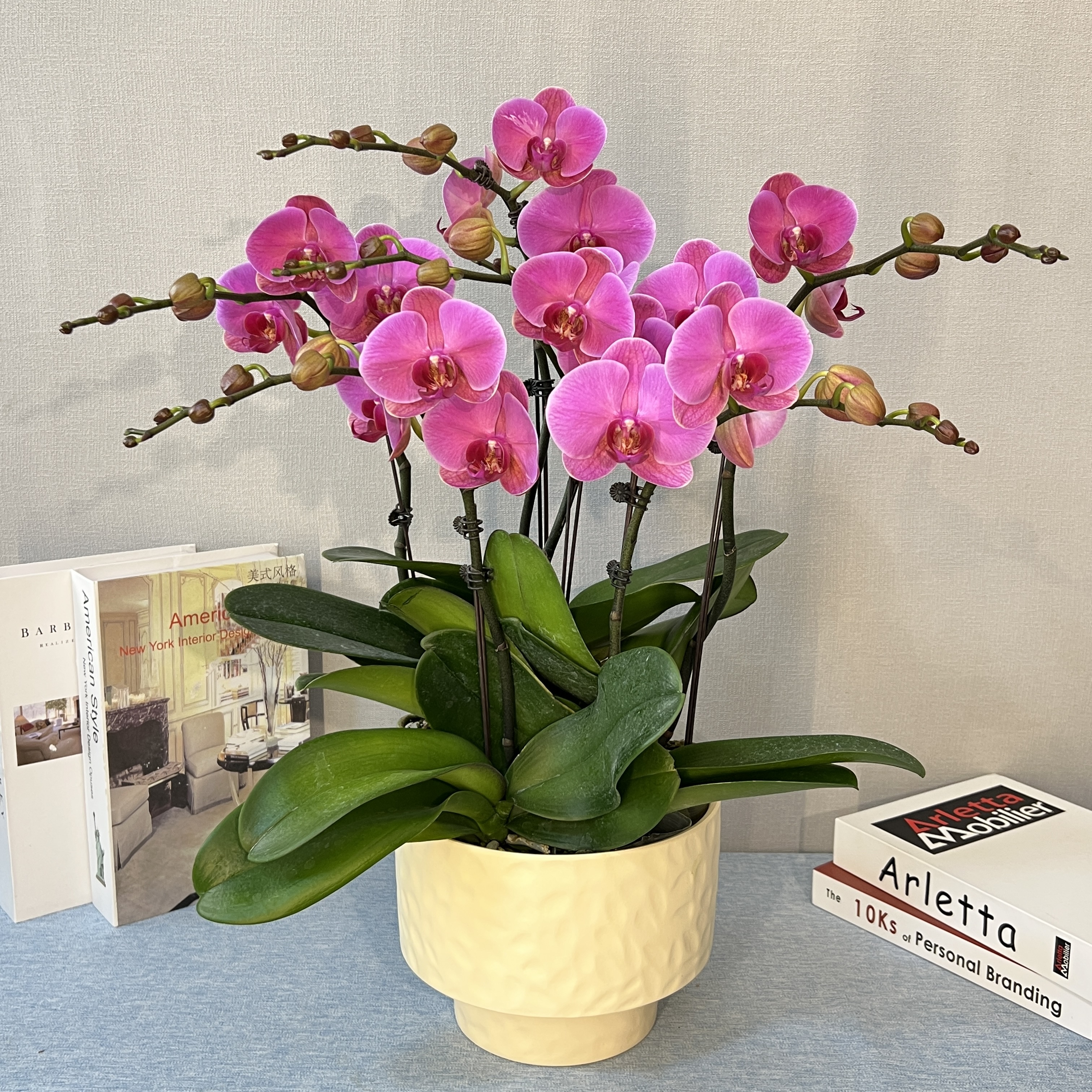 [玫瑰水晶]蝴蝶兰 室内鲜花绿植 长花期好养耐养 基地直发