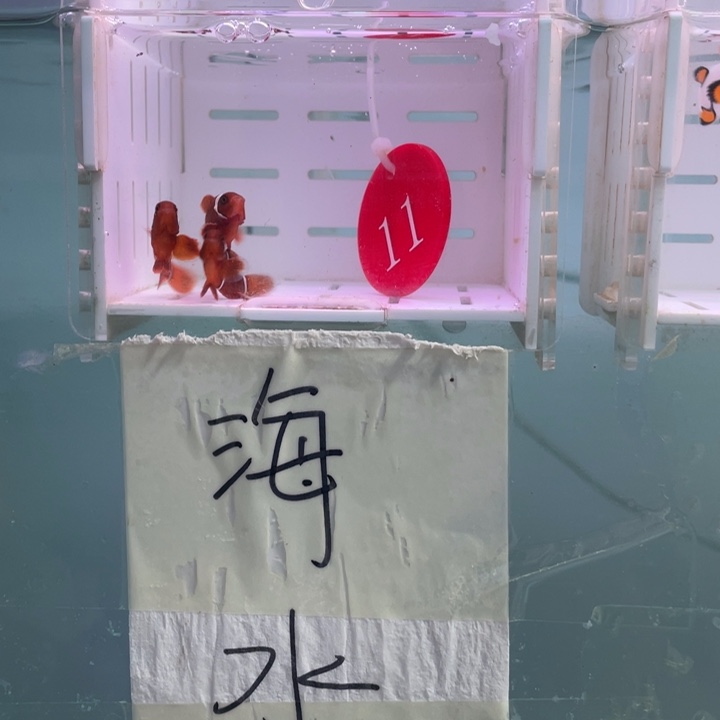 海水鱼微瑕金透红3条3厘米