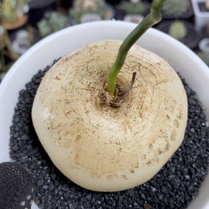 实生鹿角苍角殿156号7cm
