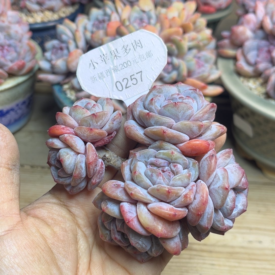 绿底紫心257/9cm6头