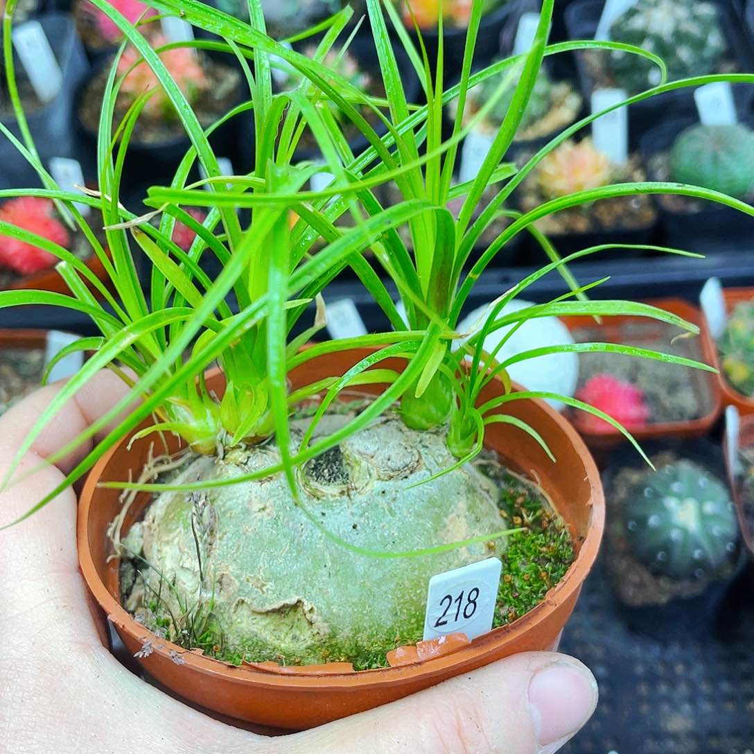 非偏远地区满25包邮仙人球