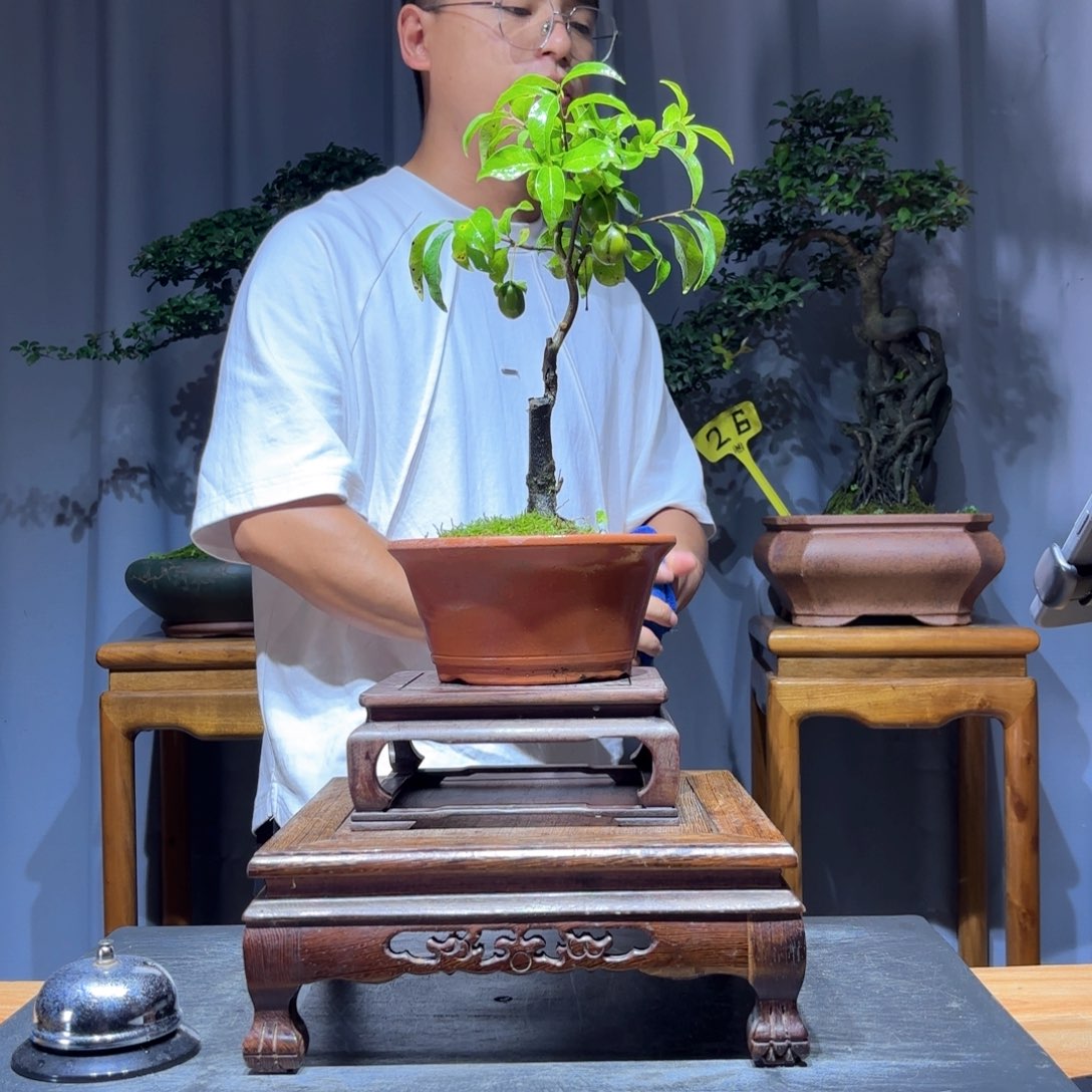 净***号无花朵金弹子是真的好看