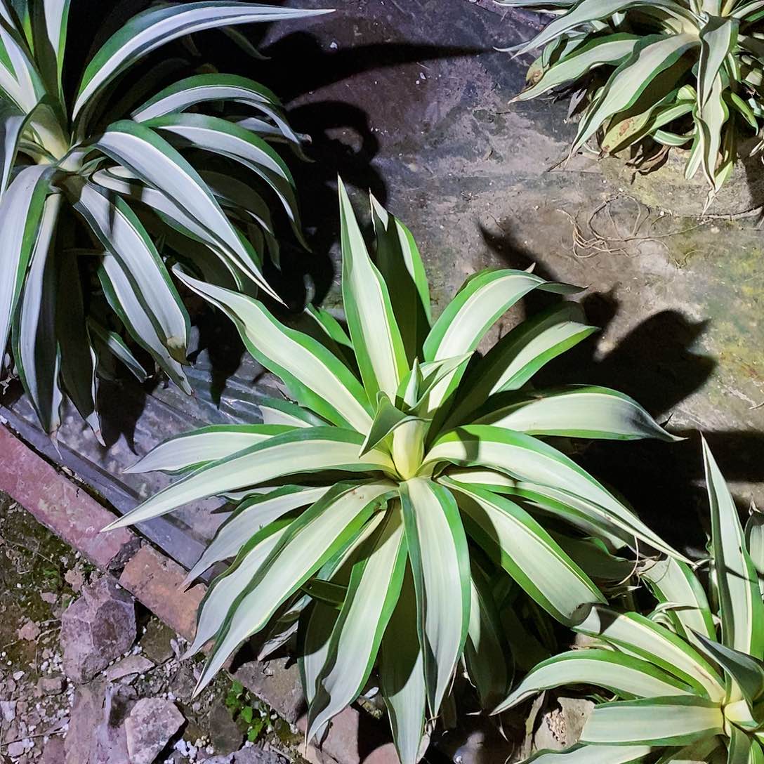 小**?鹦鹉嘴一颗1111111