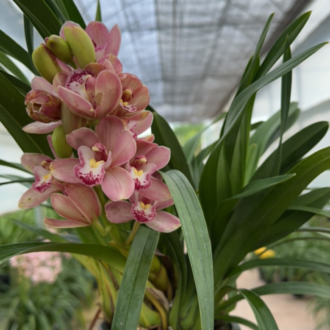 （烟花）小型大花蕙兰桌摆款