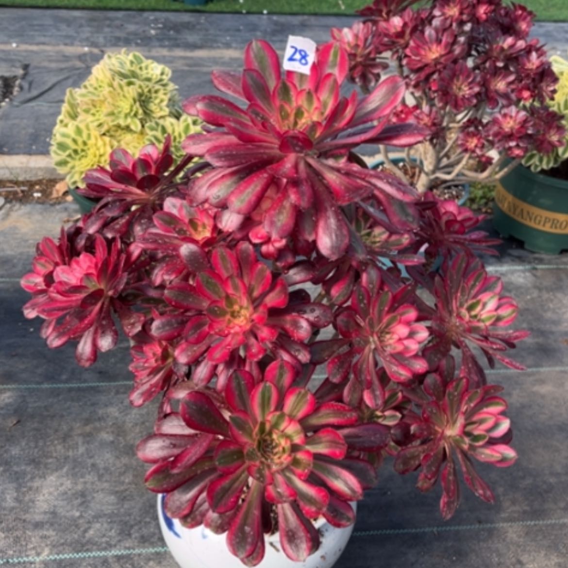 【闪购商品】28香奈儿多肉