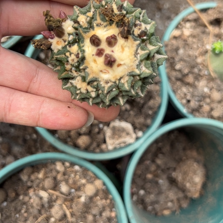 黑牡丹仙人球211号