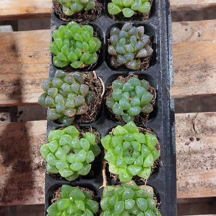 直播福利一物一拍30