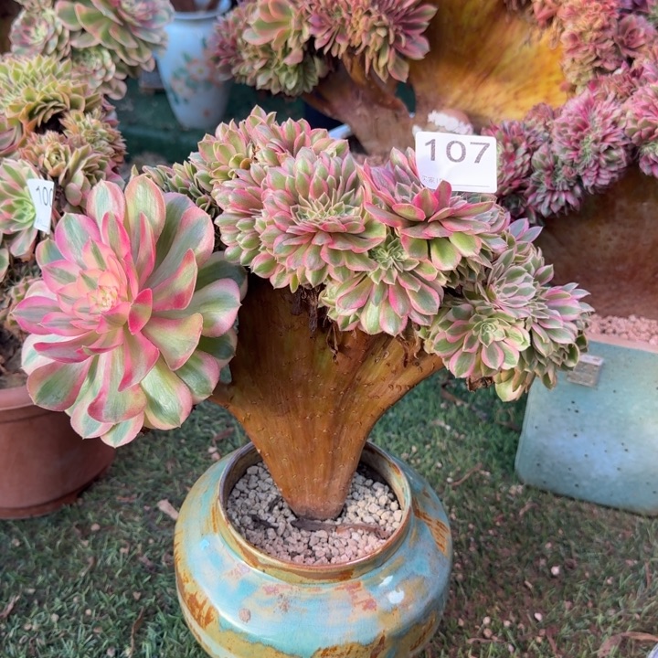 万圣节缀化法师锦107