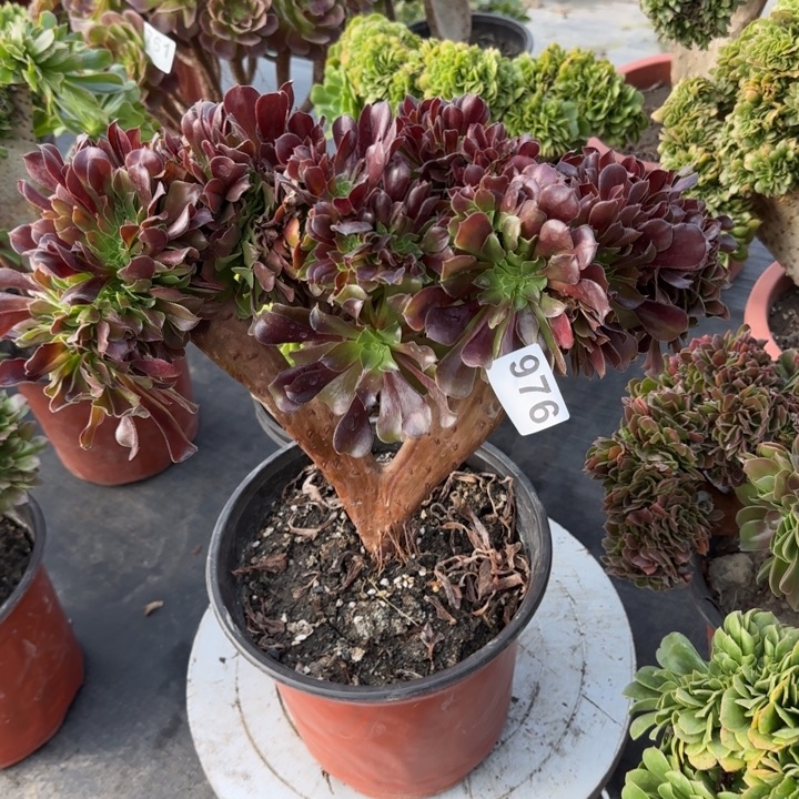 多肉植物欧紫缀976