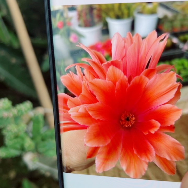 22红水仙软无根侧芽3公分左右20包邮