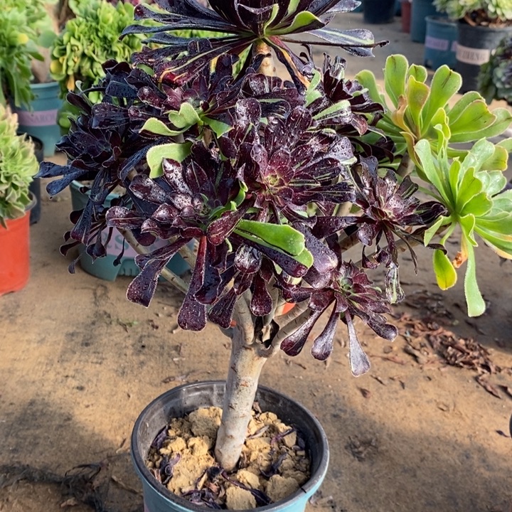 水墨丹青45多肉植物法师法师