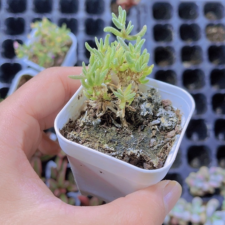 精品荧光兔带盆土发