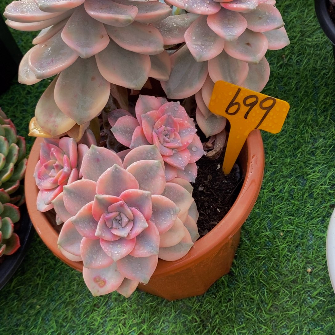 执****紫乐锦699。          