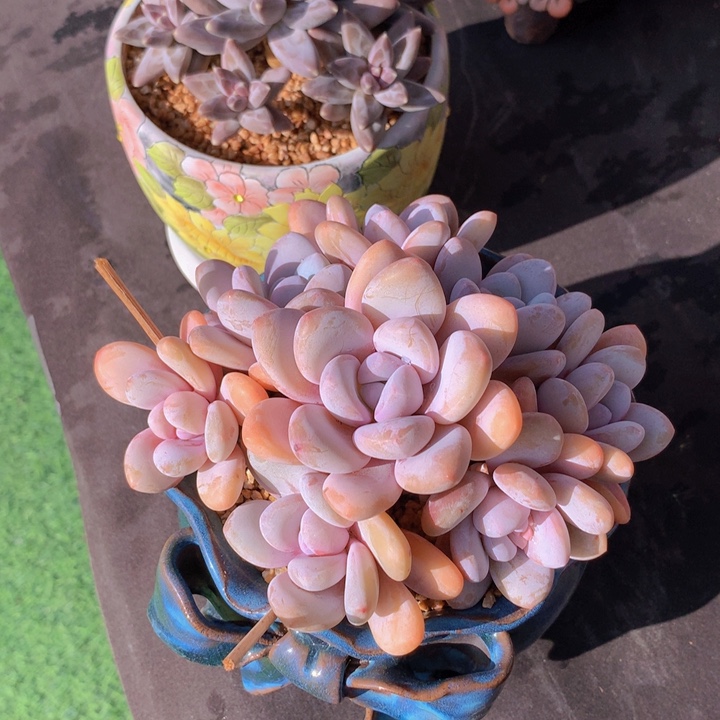 芙蕖自然捧花群无砍