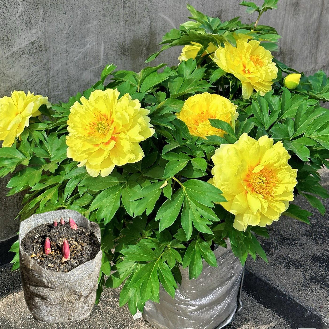 巴次拉（培育袋带土发货）正宗重瓣观赏芍药苗山东菏泽基地直发