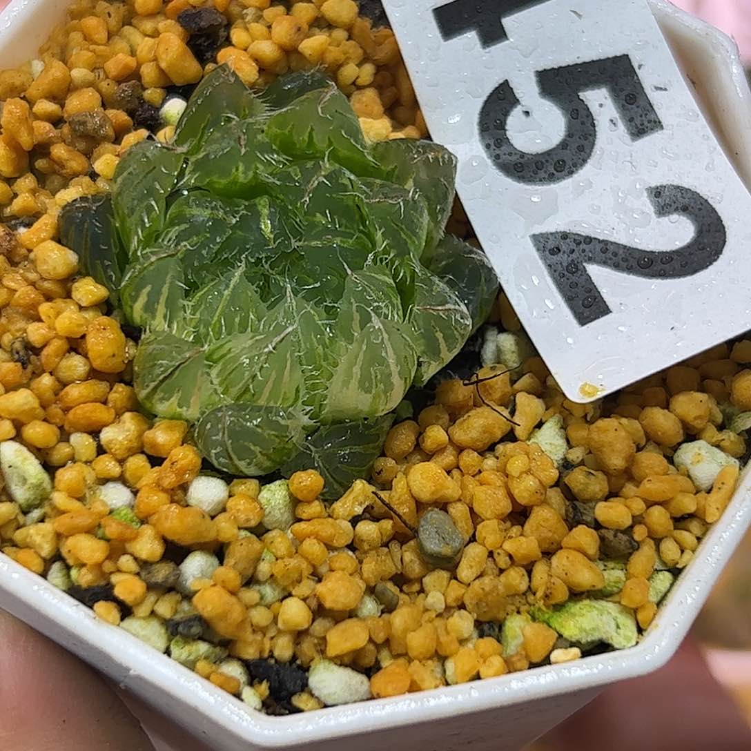 翠云锦十二卷多肉植物