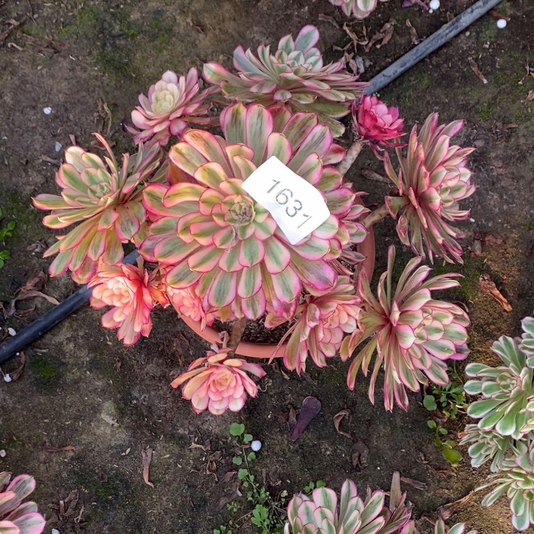 白月光1颗多肉1631号多肉