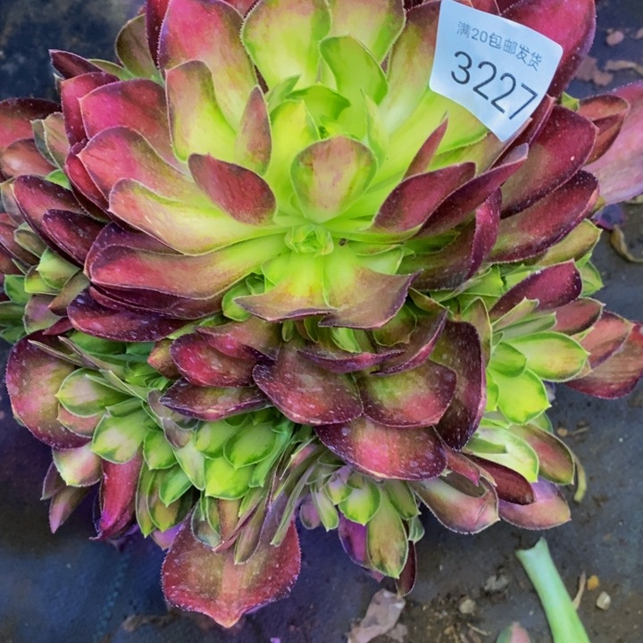 韶华多肉植物3227