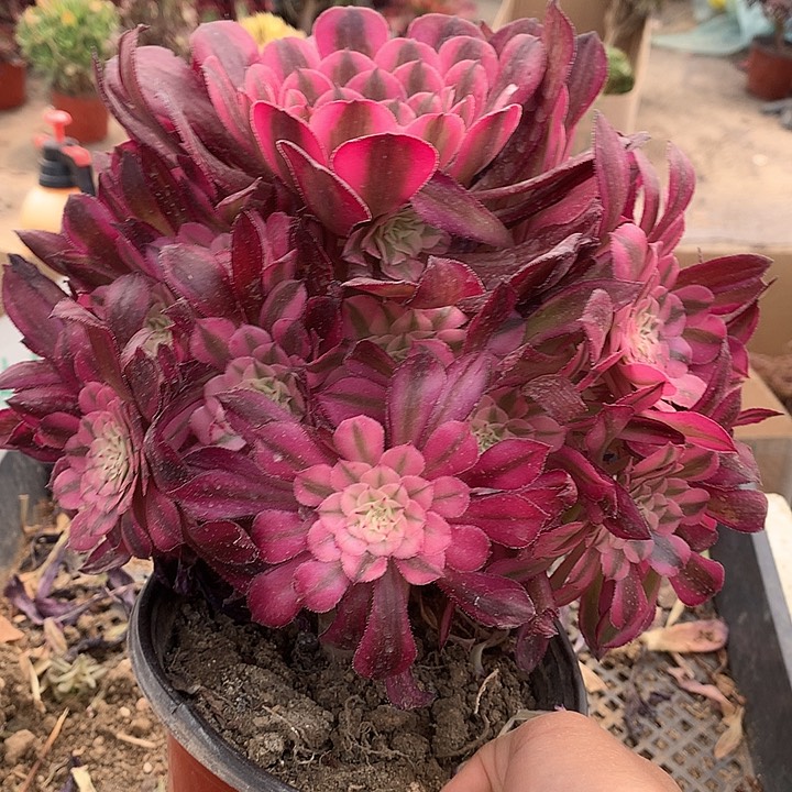 653红铜白多肉植物